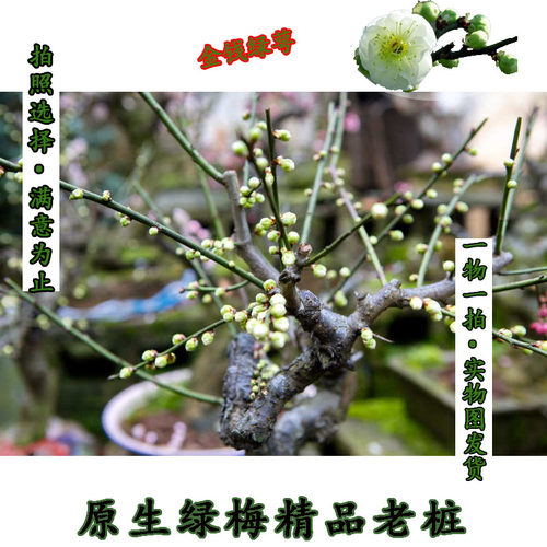 绿梅花盆栽老桩盆景耐寒植物庭院阳台绿萼梅花绿花原生红梅树苗 - 图2