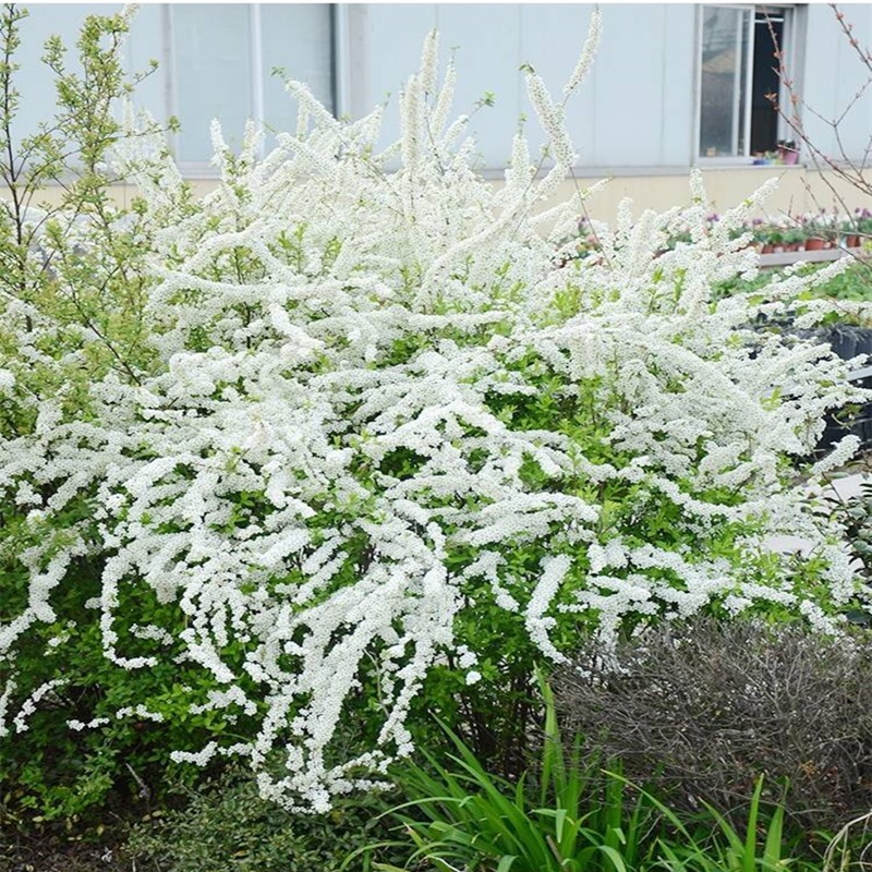 雪柳植物喷雪花苗盆栽花卉绿植珍珠梅庭院阳台室内室外树苗耐寒 - 图3