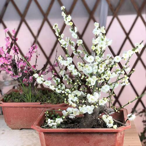 绿梅花盆栽老桩盆景耐寒植物庭院阳台绿萼梅花绿花原生红梅树苗 - 图1