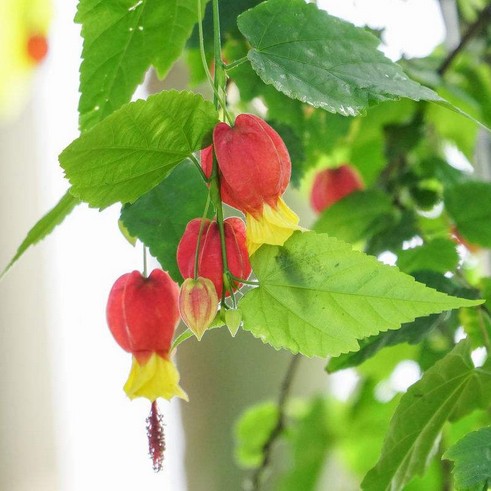 藤本爬藤植物盆栽蔓性风铃花灯笼花苗室内外庭院花卉绿植四季开花-图2