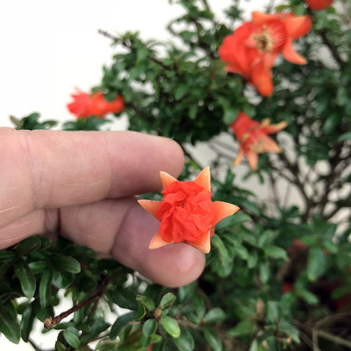 观赏花石榴花苗花期久植物盆栽室内带土盆景室外庭院阳台绿植花卉 - 图0