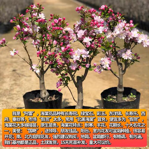 西府海棠花树苗老桩盆景耐寒植物庭院地栽四季花卉垂丝海棠盆栽 - 图1