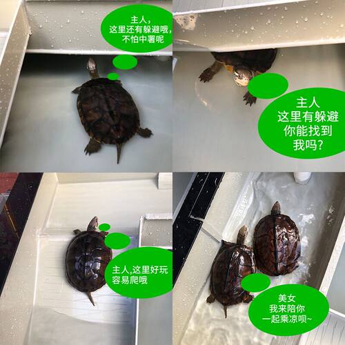 水陆乌龟缸带排水孔超大塑料带晒台家用别墅养龟箱特大号塑料龟池 - 图3