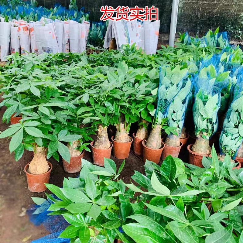 发财树小盆栽客厅办公室桌面四季常青盆景植物招财树好养绿植送礼 - 图0