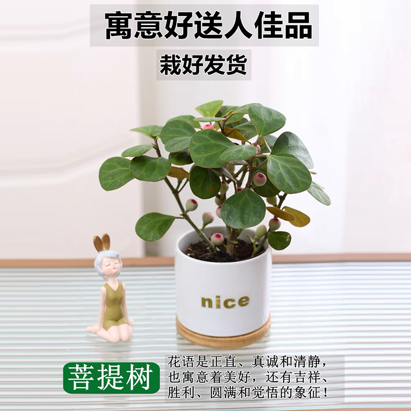 小盼菩提盆栽带果室内桌面盆景客厅好养禅意绿植四季带果植物花卉-图0