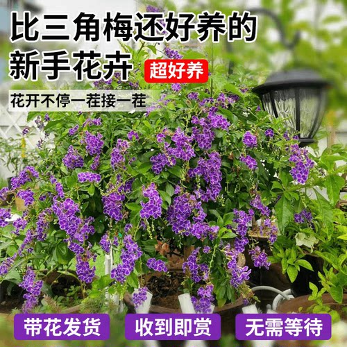 蕾丝金露花盆栽棒棒糖室内植物紫色鲜花阳台庭院耐热四季花卉绿植 - 图1