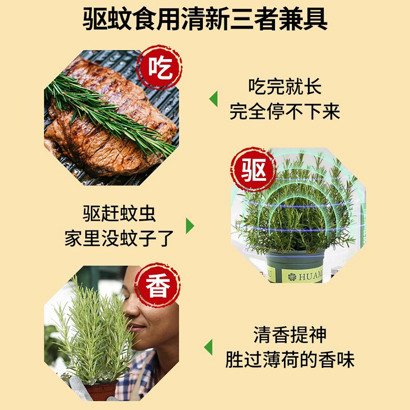 迷迭香盆栽室内驱蚊植物香草薄荷苗煎牛排烘焙装饰可食用花卉绿植