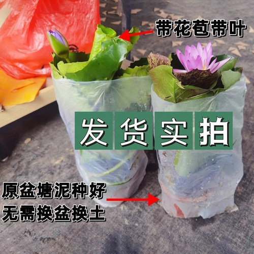 睡莲水培植物带花苞荷花藕种盆栽庭院池塘鱼缸耐热花卉绿植好养活 - 图0