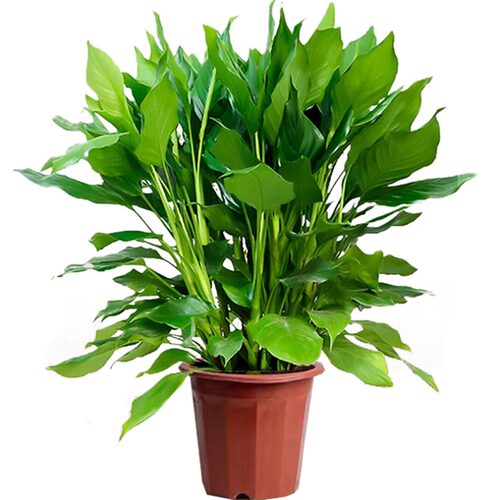 万年青绿植盆栽室内桌面大叶水培植物客厅除甲醛四季常青耐热好养 - 图3