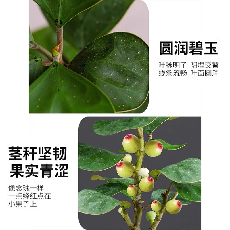 小盼菩提盆栽带果室内桌面盆景客厅好养禅意绿植四季带果植物花卉-图1