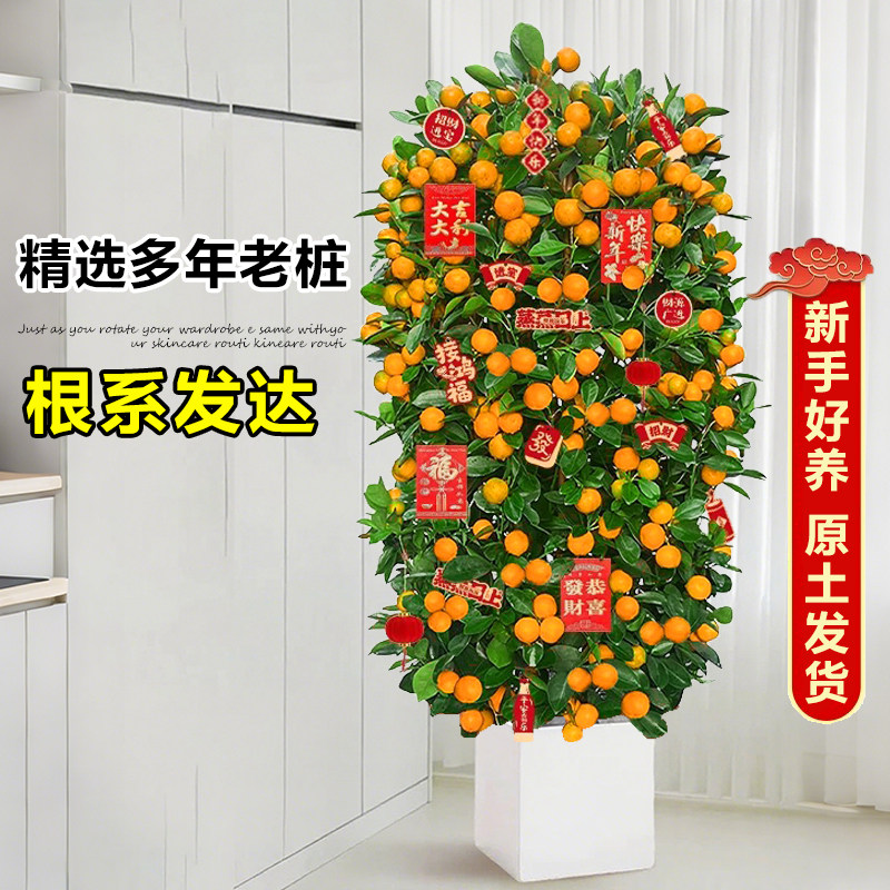 金桔树盆栽带果可食用年桔橘子树苗室内大型绿植阳台客厅年宵花卉,淘宝优惠券,粉丝福利购,淘宝优惠卷