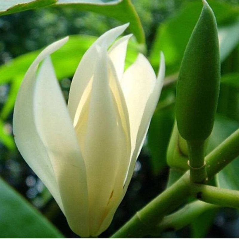 玉兰花树苗白兰花带花苞室内庭院阳台浓香型四季开花植物黄角兰花