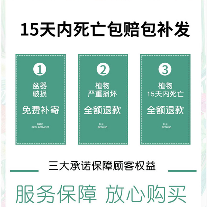 澳洲杉盆景树老桩南洋杉盆栽客厅办公室桌面好养四季常青真绿植-图3