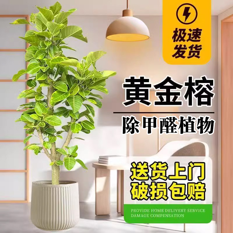 黄金榕绿植室内大型植物花叶橡皮树盆栽客厅旺宅四季青叶富贵榕树,淘宝优惠券,粉丝福利购,淘宝优惠卷