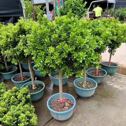 香水米兰花盆栽带花棒棒糖树苗室内阳台庭院驱蚊植物浓香花卉绿植 - 图0
