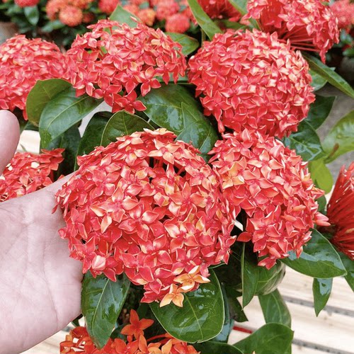 龙船花盆栽带花苞阳台庭院四季开花卉绣球花苗室内外绿化植物鲜花 - 图0