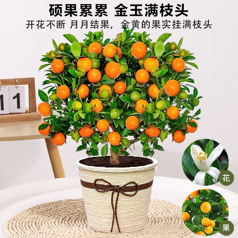 四季金桔树苗盆栽带果植物室内好养花卉客厅年宵小橘子树招财盆景