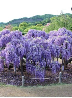 庭院攀援植物爬藤紫藤紫藤花腾萝