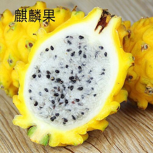 红心火龙果南北方种植居家适宜美观漂亮红肉火龙果净化空气 - 图1