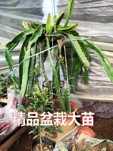 红心火龙果南北方种植居家适宜美观漂亮红肉火龙果净化空气 - 图2
