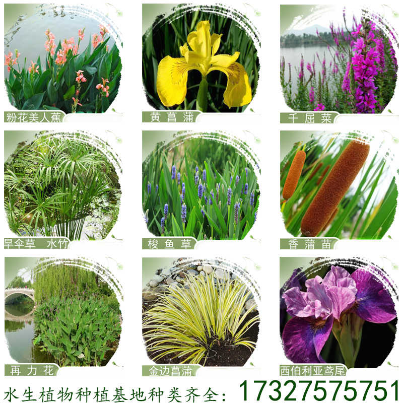 种菖蒲 Top 400件种菖蒲 22年12月更新 Taobao 种菖蒲 Top 400件种菖蒲 22年12月更新 Taobao
