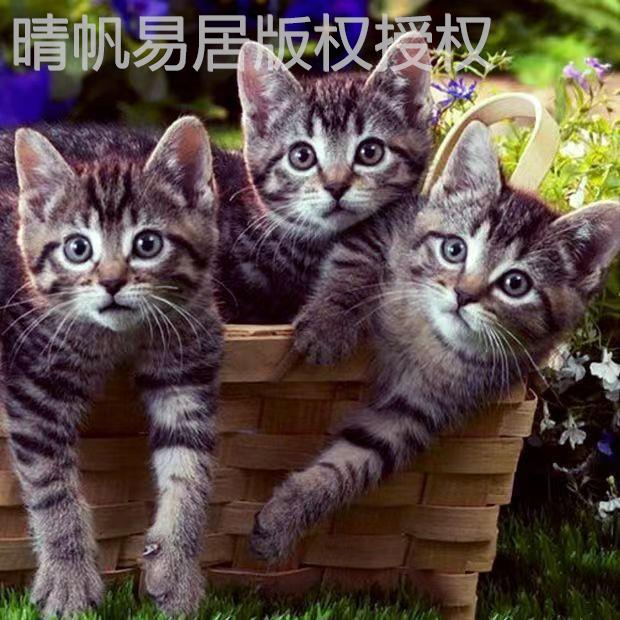 纯种中华田园猫狸花猫小猫咪活体活物幼崽狸猫家猫土猫捕鼠猫虎斑-图0