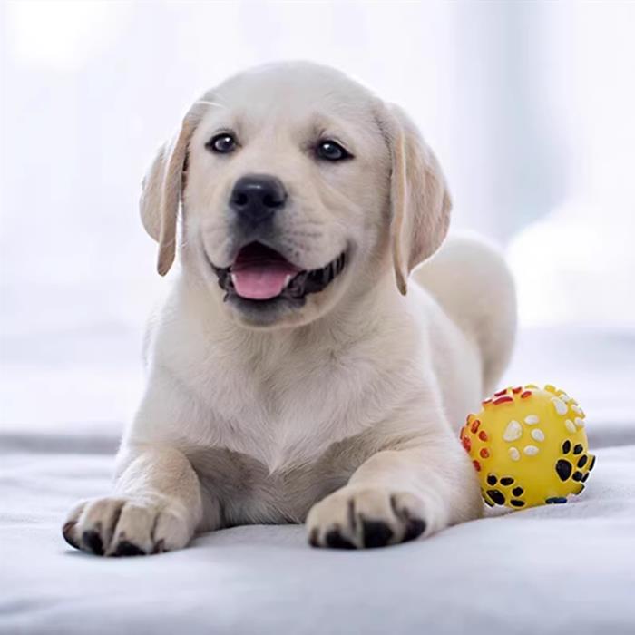 拉布拉多幼犬混血活体导盲犬拉布拉多单血统金毛幼犬高智商宠物狗 - 图1