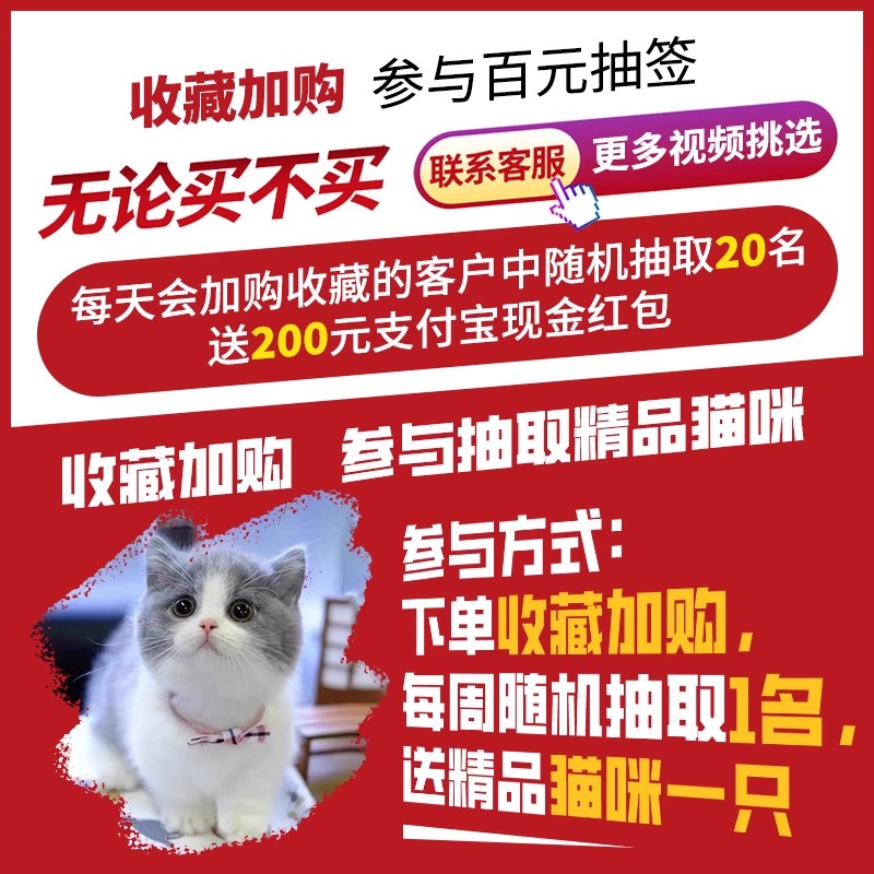 猫咪活物猫宠物幼猫布偶英短猫美短金银渐层小猫暹罗幼崽蓝猫橘猫-图0