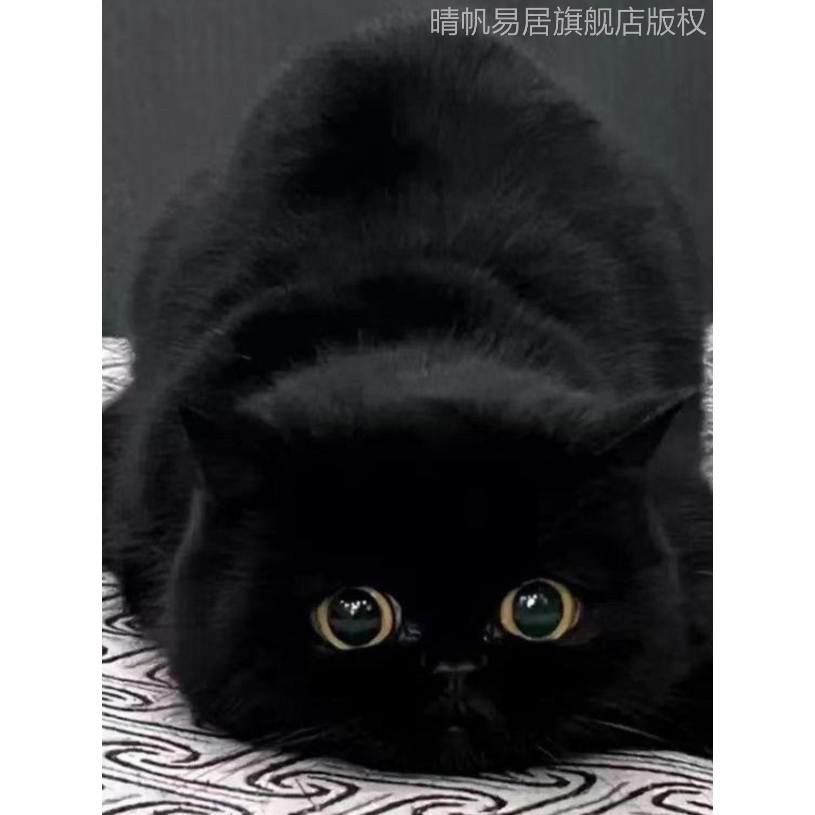 玄猫纯黑猫咪家养小猫咪活物黑色纯黑无杂毛大猫活物短毛可爱黑猫-图3