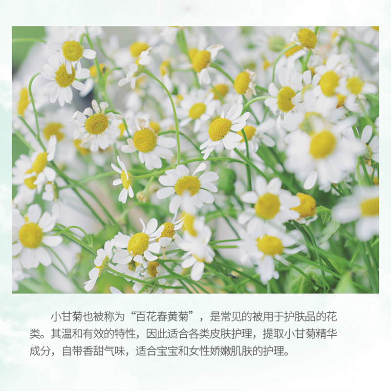 采词旗舰店采词小甘菊洋甘菊护手霜女手膜秋冬滋润保湿补水型嫩白不油腻大瓶0