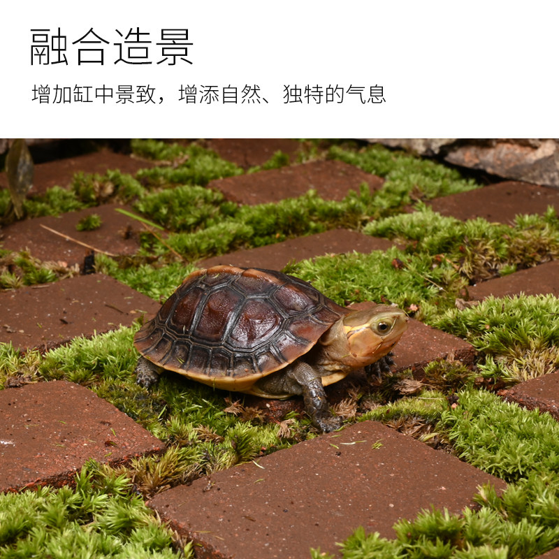 乌龟生态造景砖黄缘龟安缘半水龟环境装饰苔藓植物饲养箱摆件用品,淘宝优惠券,粉丝福利购,淘宝优惠卷