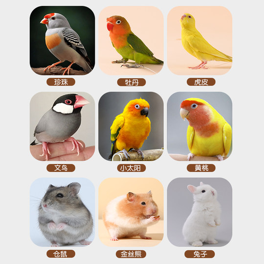 Little sunbird parrot molar stick to grind teeth and strengthen teeth