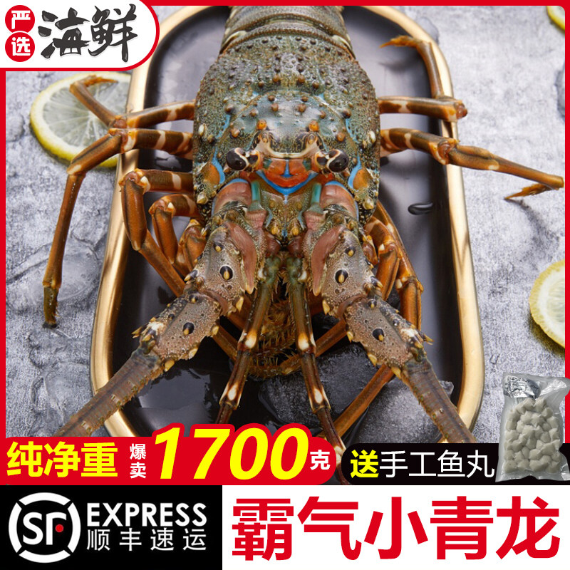 小青龙龙虾鲜活大龙虾青龙虾新鲜特大鲜冻海捕海鲜水产顺丰包邮10