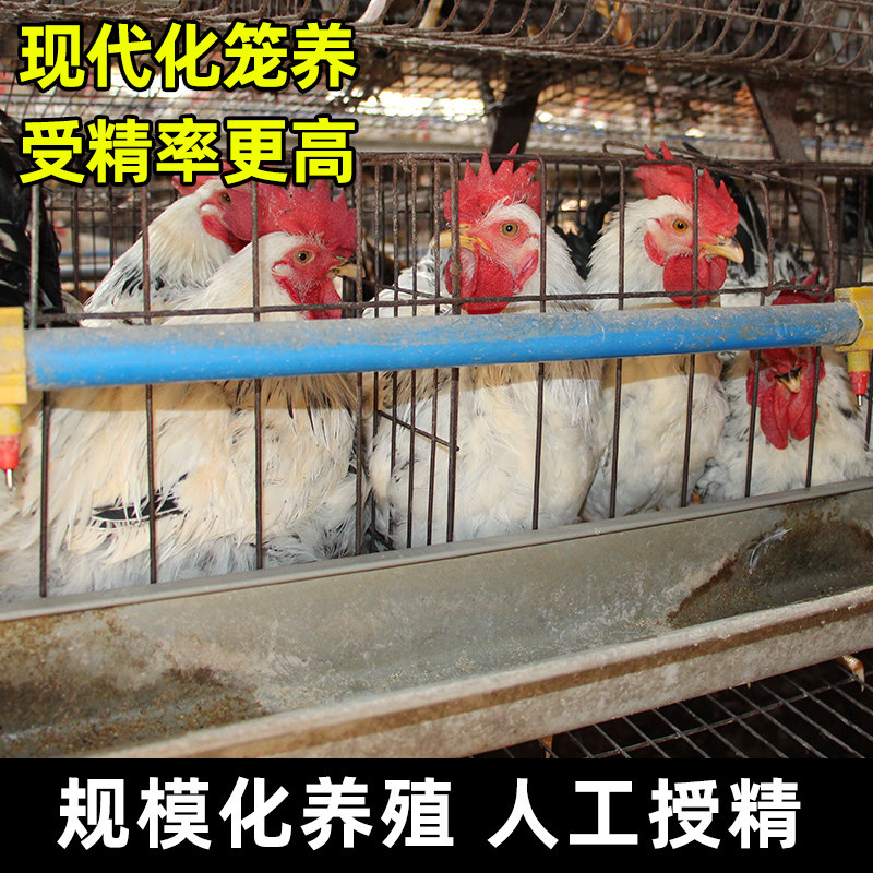 纯种白芦花鸡种蛋受精蛋可孵化鸡苗高产汶上芦花鸡土鸡种蛋肉细嫩,淘宝优惠券,粉丝福利购,淘宝优惠卷