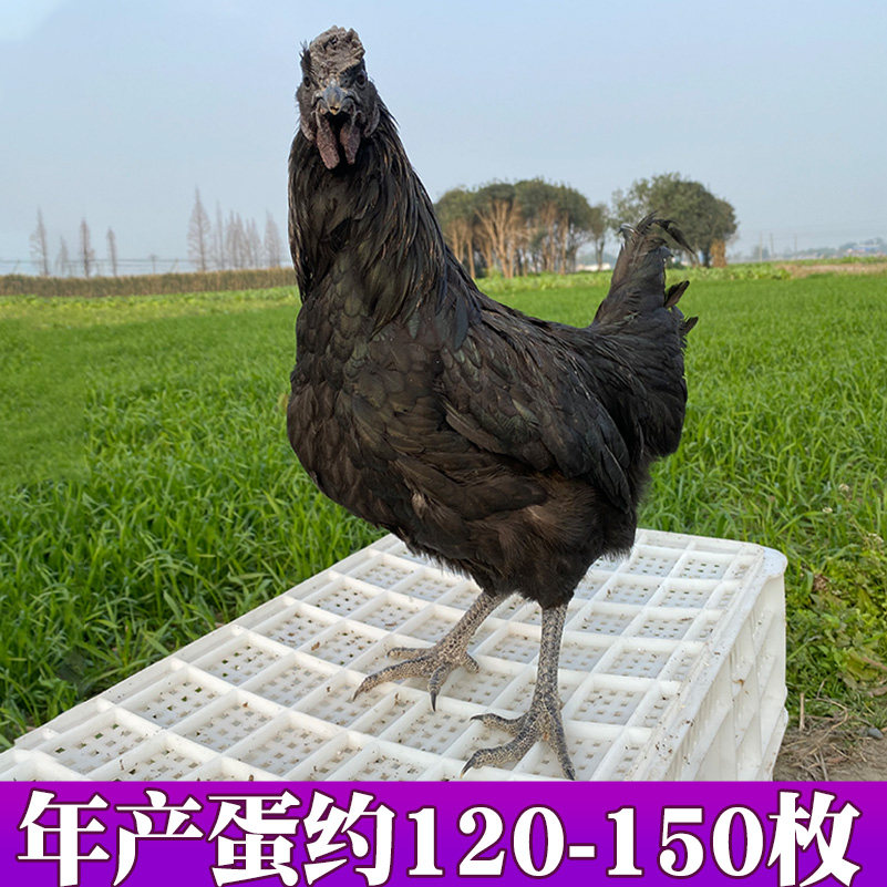 纯种万源旧院黑鸡种蛋受精蛋可孵化高产绿壳五黑鸡土鸡种蛋鸡苗,淘宝优惠券,粉丝福利购,淘宝优惠卷