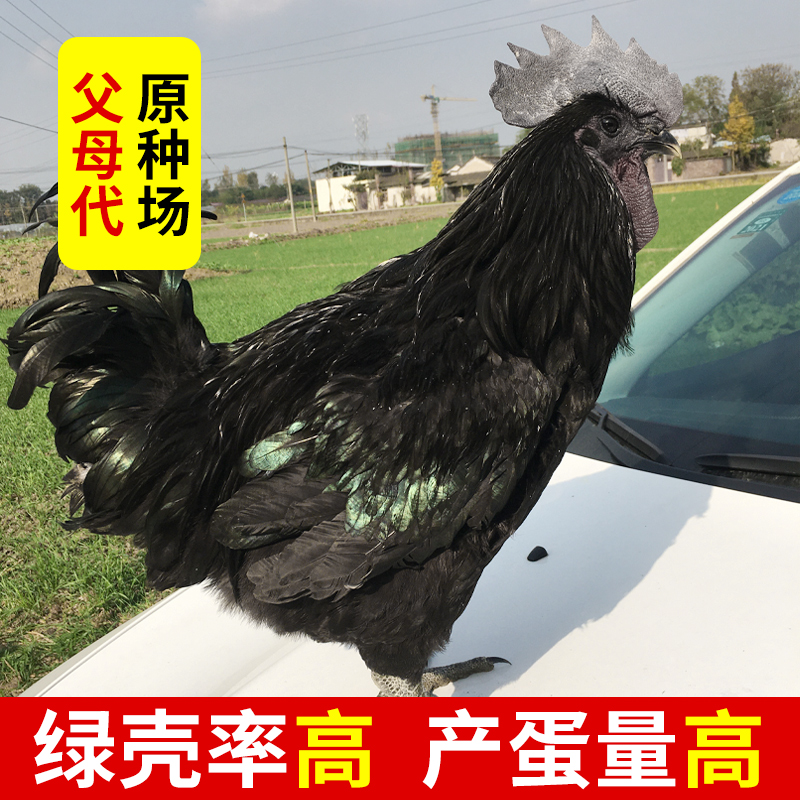 纯种五黑鸡种蛋受精蛋可孵化鸡蛋高产乌骨鸡受精卵土鸡绿壳受精蛋,淘宝优惠券,粉丝福利购,淘宝优惠卷