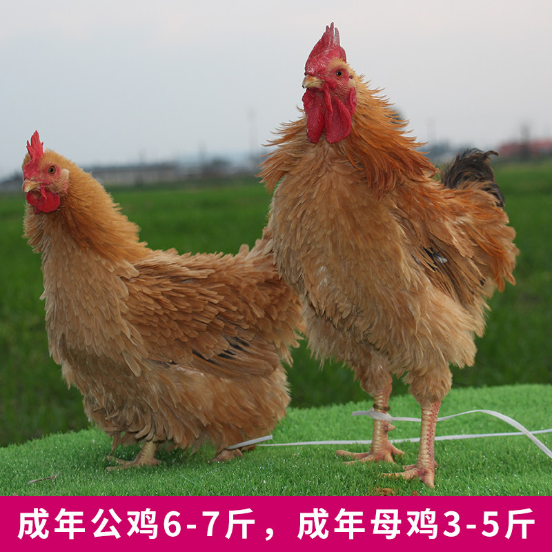 麒麟鸡翻毛鸡种蛋受精蛋可孵化鸡苗正宗倒毛卷毛土鸡种蛋品种纯正,淘宝优惠券,粉丝福利购,淘宝优惠卷