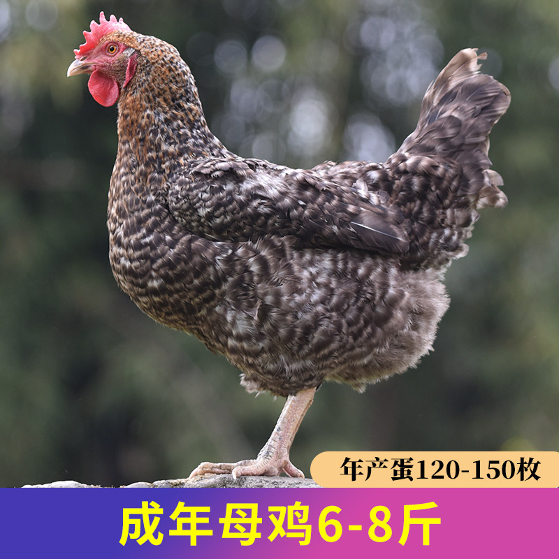 金芦花鸡种蛋受精蛋可孵化种蛋受精鸡蛋纯土鸡种蛋孵小鸡的蛋包邮,淘宝优惠券,粉丝福利购,淘宝优惠卷