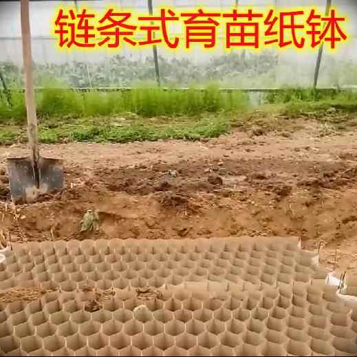棉花苗 新人首单立减十元 22年2月 淘宝海外