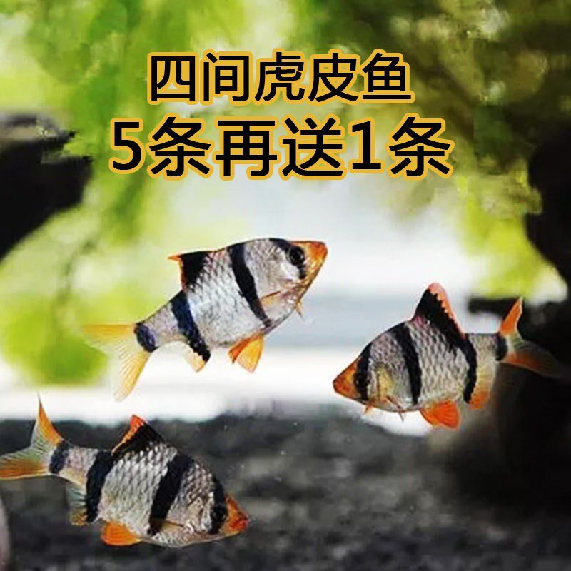 12种最适合懒人养的鱼,风水鱼排名,家里千万不能养的鱼_大山谷图库