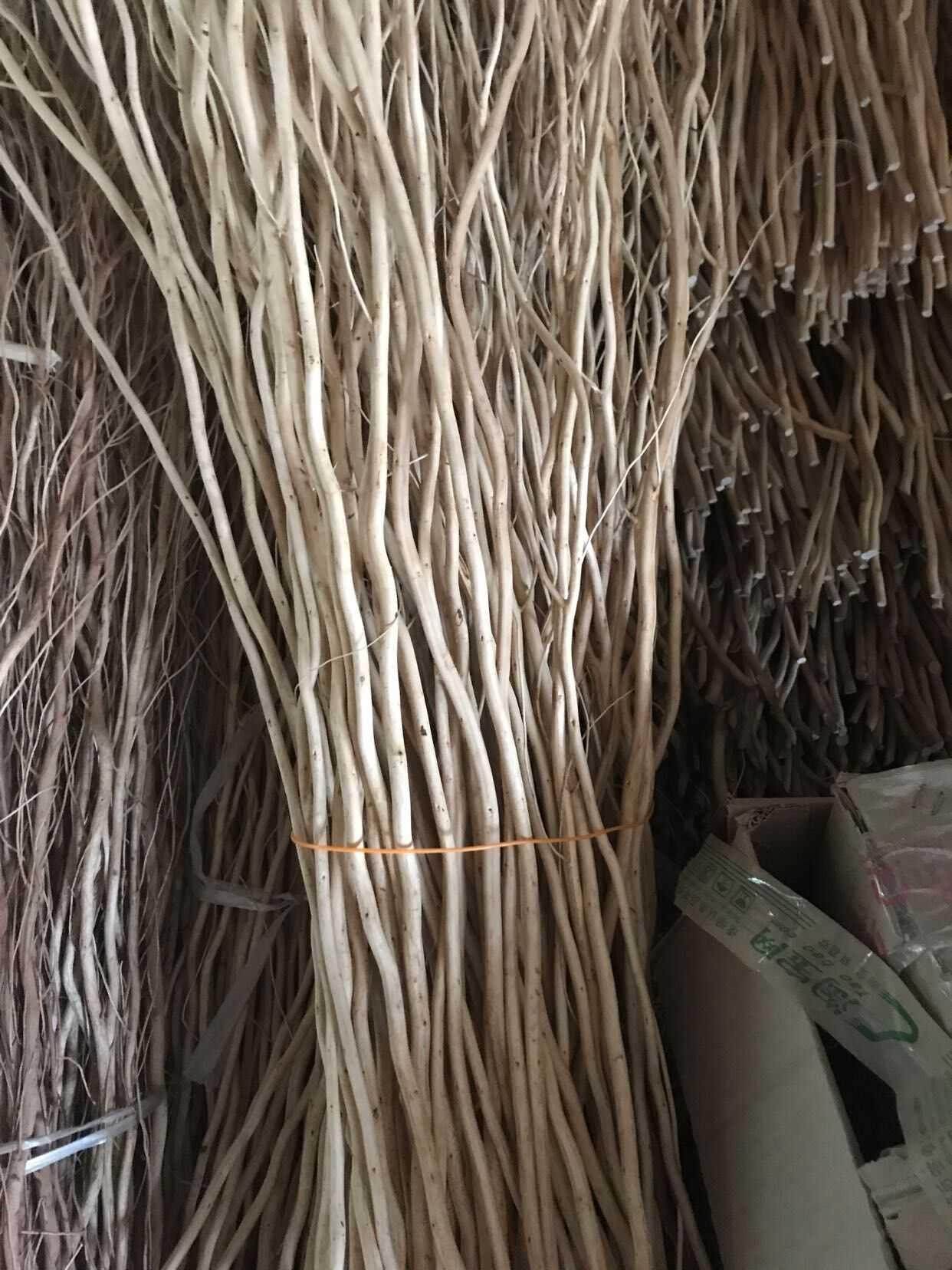 龙柳树,龙柳图片,龙柳(第10页)_大山谷图库