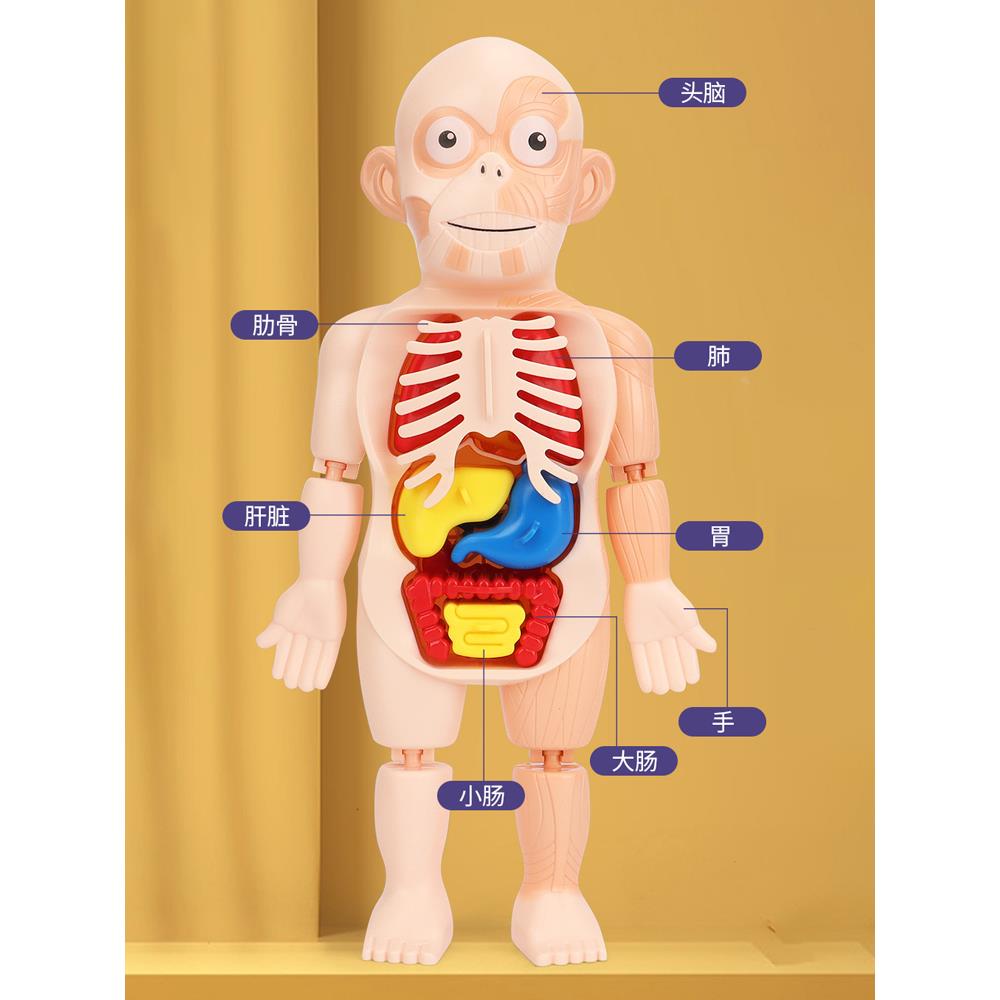 儿童早教益智模型玩具启智科教仿真人体器官模型拼装人体结构模型 - 图2