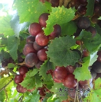 American Round Leaf Grape Fry New Breed Issen Grape Tree Curt Great Fruit Super Sweet fruit tree Potted South Northern cultivation