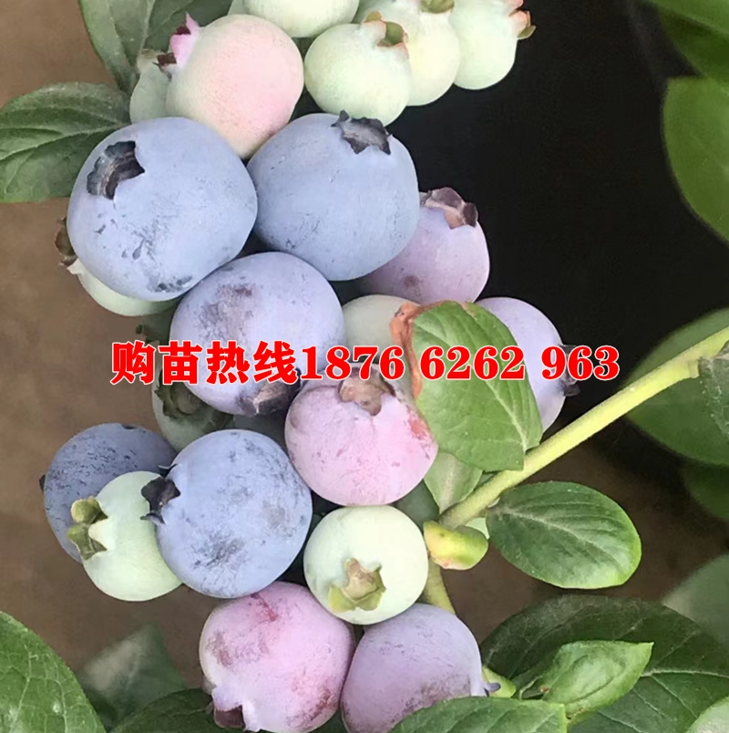 L25蓝莓果苗耐寒早熟蓝莓树苗四季盆栽庭院地栽当年结果南北方种 - 图0