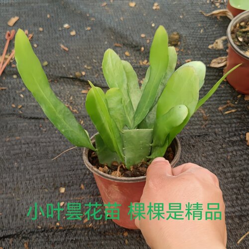 印尼小叶昙花正宗绿植花卉小盆栽四季好养殖开花好养园艺植物 - 图3