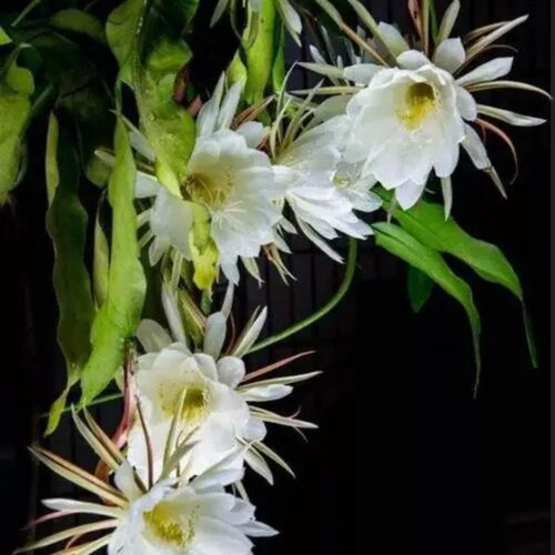 印尼小叶昙花正宗绿植花卉小盆栽四季好养殖开花好养园艺植物 - 图1