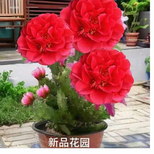 新品进口仙人掌姬珊瑚千手观音懒人花卉浓香型大花耐热耐旱易成活 - 图0