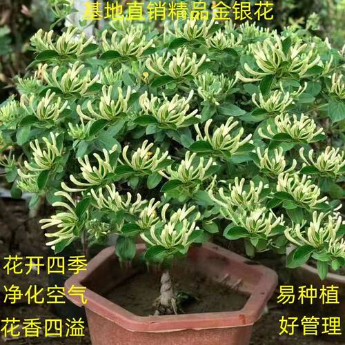金银花树苗盆栽食用药用爬藤植物阳台绿植花卉老桩 - 图0