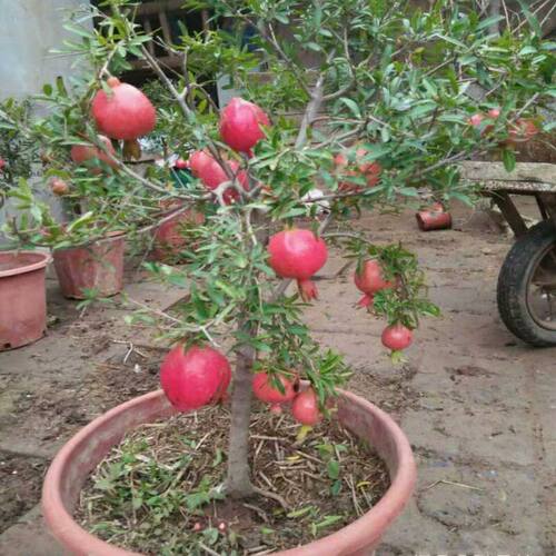 矮化石榴树苗盆栽盆景庭院阳台地栽盆栽种植突尼斯果树苗当年结果 - 图1