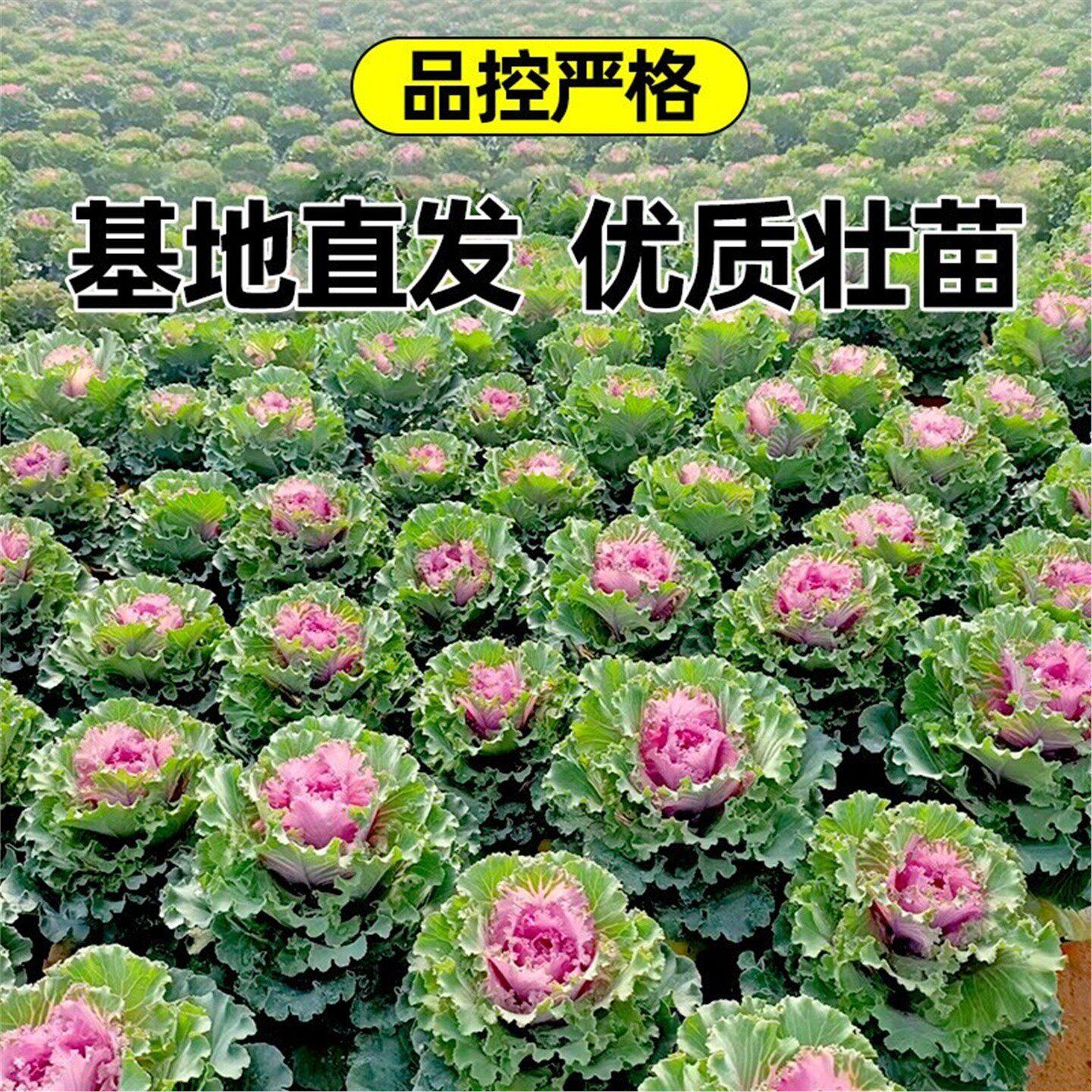 羽衣甘蓝大苗盆栽食用苗四季冬季好养苗新鲜蔬菜幼苗观赏花卉种子,淘宝优惠券,粉丝福利购,淘宝优惠卷